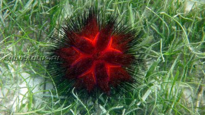 Фото Ёж красный морской Astropyga radiata  (photo#141937)