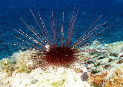 Ёж диадемный морской (Centrostephanus longispinus)