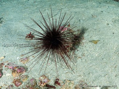 Ёж диадемный морской (Centrostephanus longispinus)