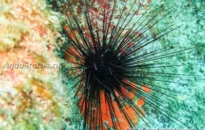 Ёж диадемный морской (Centrostephanus longispinus)