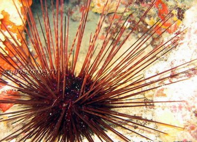 Ёж диадемный морской (Centrostephanus longispinus)