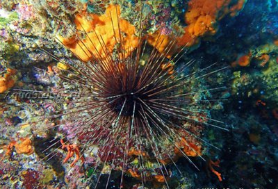 Ёж диадемный морской (Centrostephanus longispinus)