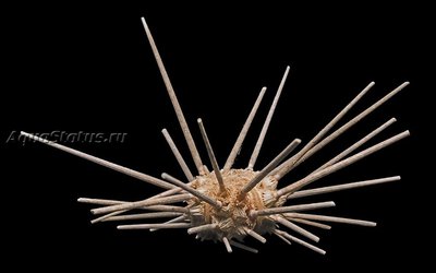Ёж морской (Cidaris cidaris)
