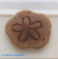 Ёж песочный доллар (Clypeaster australasiae)