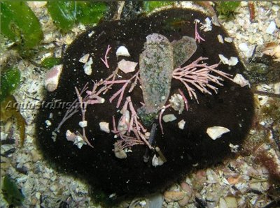 Ёж песочный доллар (Clypeaster australasiae)