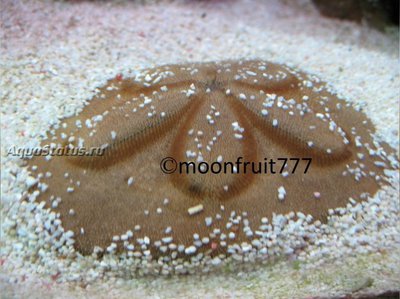Ёж Клипеастр humilis - песочный доллар ( Clypeast humilis)