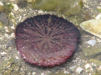 Ёж тихоокеанский песочный доллар (Dendraster excentricus)