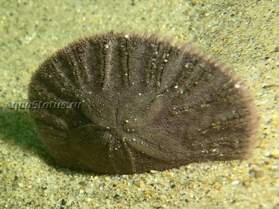 Ёж тихоокеанский песочный доллар (Dendraster excentricus)