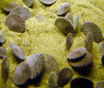 Ёж тихоокеанский песочный доллар (Dendraster excentricus)