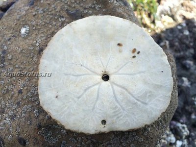 Ёж тихоокеанский песочный доллар (Dendraster excentricus)