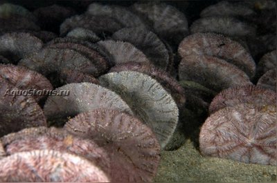 Ёж тихоокеанский песочный доллар (Dendraster excentricus)