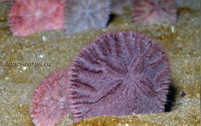 Ёж тихоокеанский песочный доллар (Dendraster excentricus)