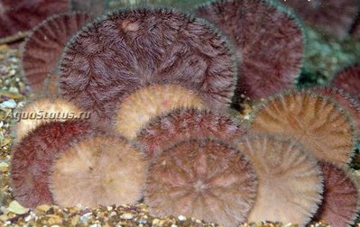Ёж тихоокеанский песочный доллар (Dendraster excentricus)