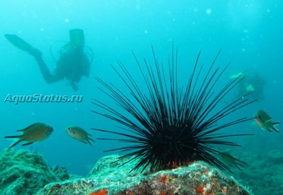 Ёж Черный морской ( Diadema africanum)