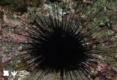 Ёж Черный морской ( Diadema africanum)