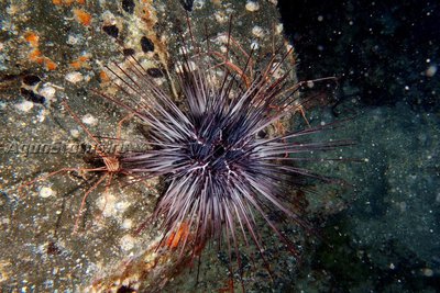 Ёж Черный морской ( Diadema africanum)