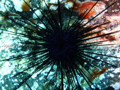 Ёж Черный морской ( Diadema africanum)