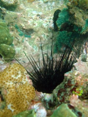 Ёж Длинноиглый диадемовый ( Diadema antillarum Antilles )