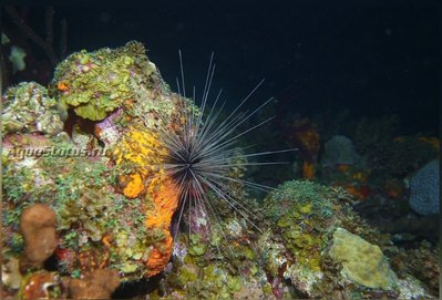 Ёж Длинноиглый диадемовый ( Diadema antillarum Antilles )