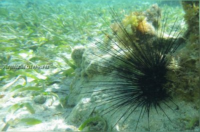 Ёж Длинноиглый диадемовый ( Diadema antillarum Antilles )