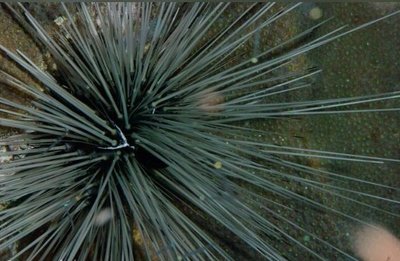 Ёж Длинноиглый диадемовый ( Diadema antillarum Antilles )