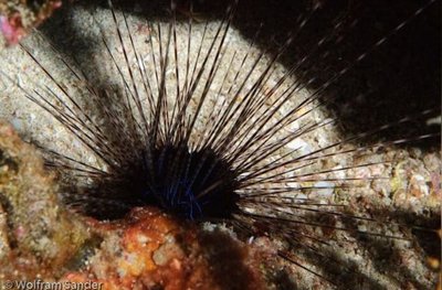 Ёж Длинноиглый диадемовый ( Diadema antillarum Antilles )