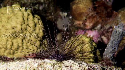 Ёж Длинноиглый диадемовый ( Diadema antillarum Antilles )