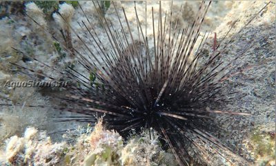 Ёж Длинноиглый диадемовый ( Diadema antillarum Antilles )