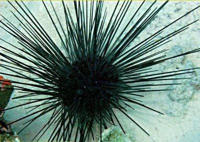 Ёж Длинноиглый диадемовый ( Diadema antillarum Antilles )