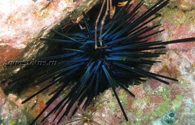 Ёж морской ( Diadema mexicanum)