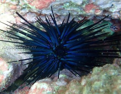 Ёж морской ( Diadema mexicanum)