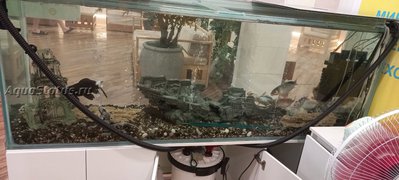 Что за пятнышки на хвостовом плавнике?