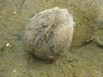 Фото Ёж Обыкновенный сердечный морской Echinocardium cordatum  (photo#142040)