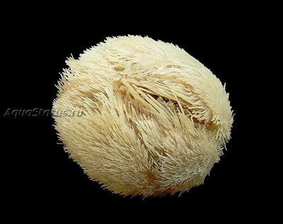 Фото Ёж Обыкновенный сердечный морской Echinocardium cordatum  (photo#142045)