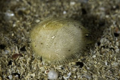 Фото Ёж Северный сердечный Echinocardium flavescens  (photo#142052)