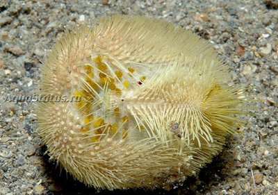 Фото Ёж Северный сердечный Echinocardium flavescens  (photo#142053)