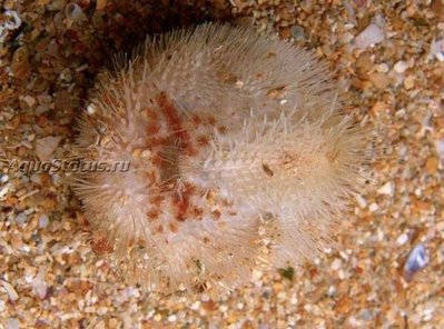 Ёж средиземноморский ( Echinocardium mediterraneum)