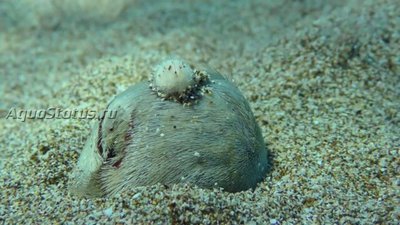 Ёж средиземноморский ( Echinocardium mediterraneum)