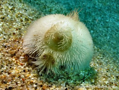 Ёж средиземноморский ( Echinocardium mediterraneum)