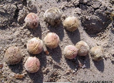Ёж средиземноморский ( Echinocardium mediterraneum)
