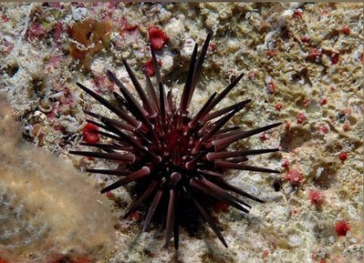 Ёж - барсук рифовый (Echinometra viridis)