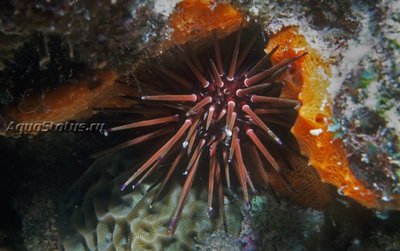 Ёж - барсук рифовый (Echinometra viridis)