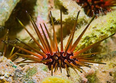 Ёж - барсук рифовый (Echinometra viridis)