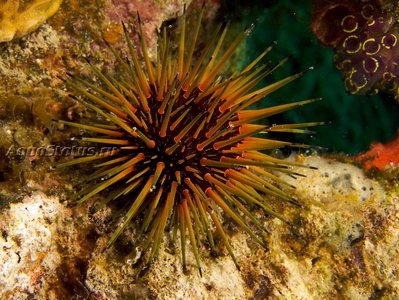 Ёж - барсук рифовый (Echinometra viridis)