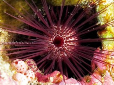 Ёж красно - бурый (Echinostrephus aciculatus)