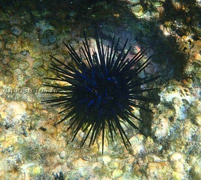 Ёж диадема (Echinothrix diadema)