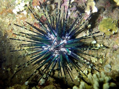 Ёж диадема (Echinothrix diadema)