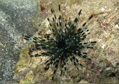 Ёж диадема (Echinothrix diadema)