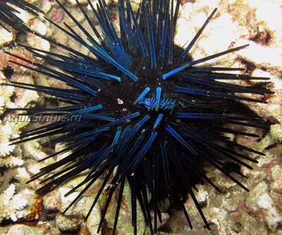 Ёж диадема (Echinothrix diadema)