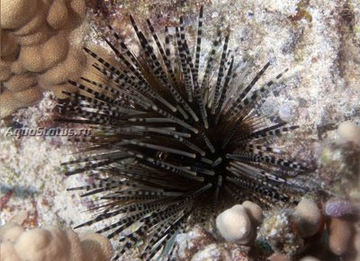 Ёж диадема (Echinothrix diadema)